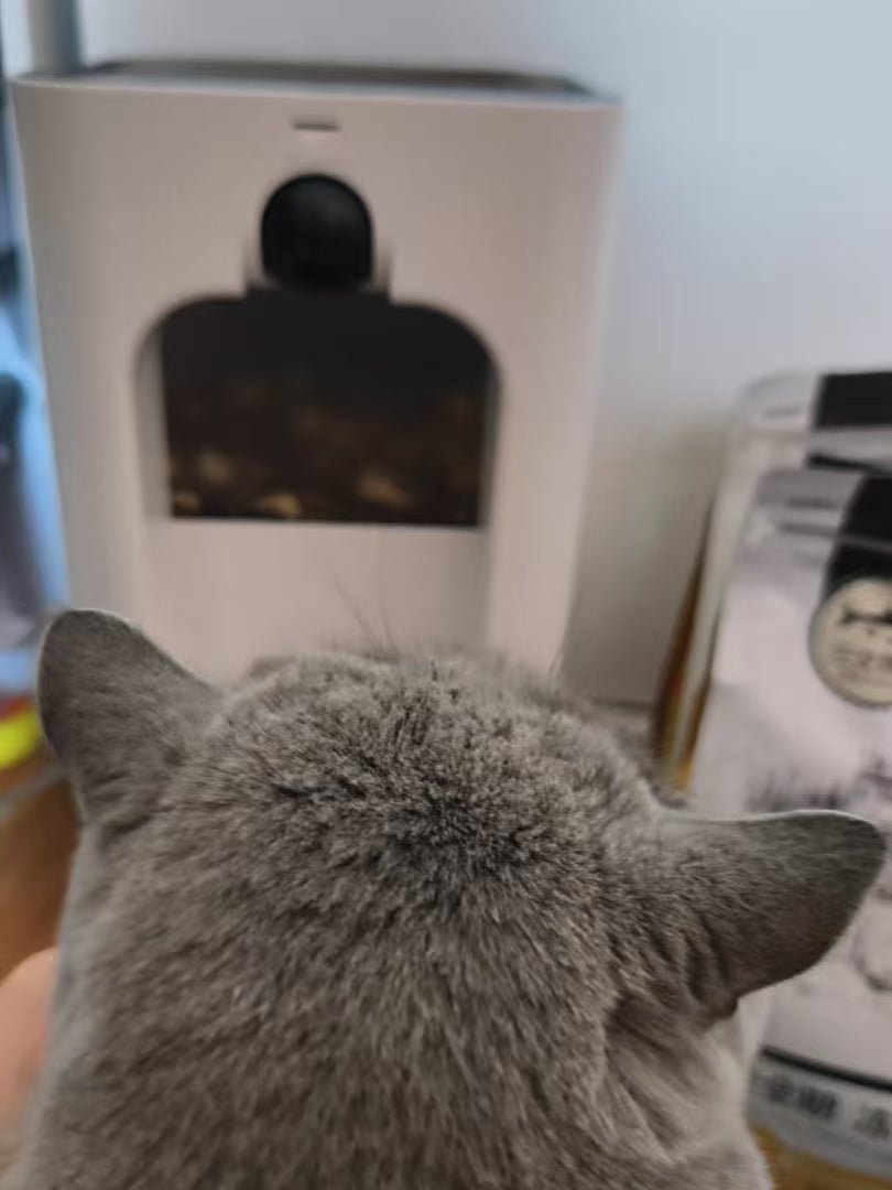 Cat parent home moment