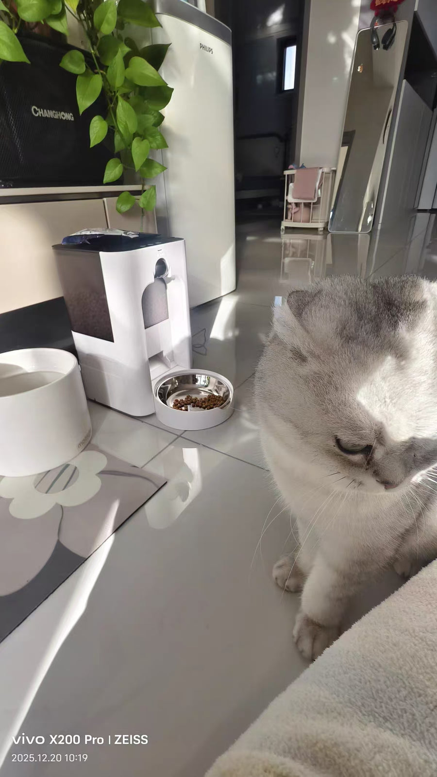 Cat parent home moment