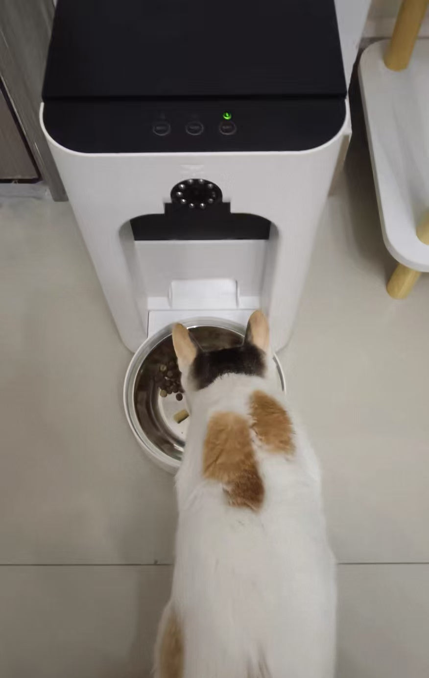 Cat parent home moment