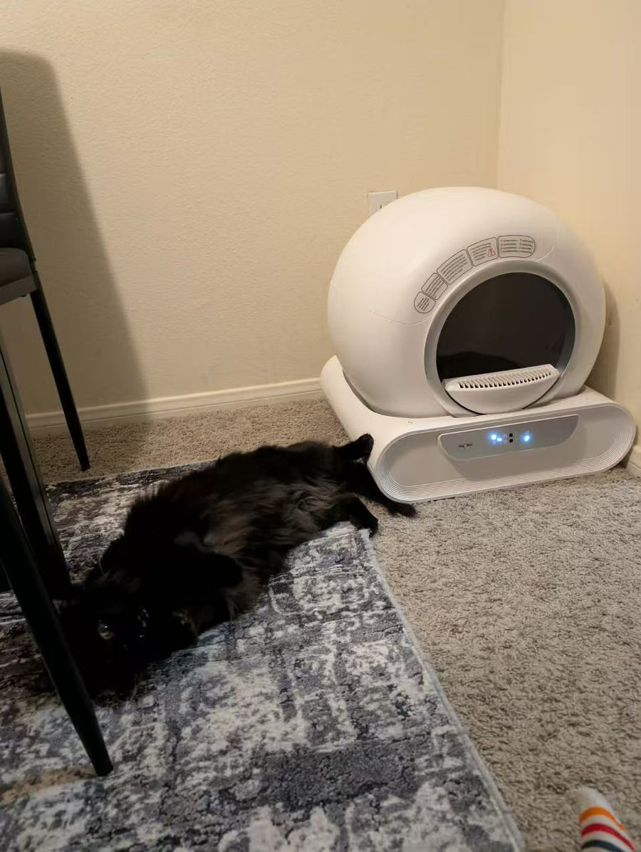 Cat parent home moment