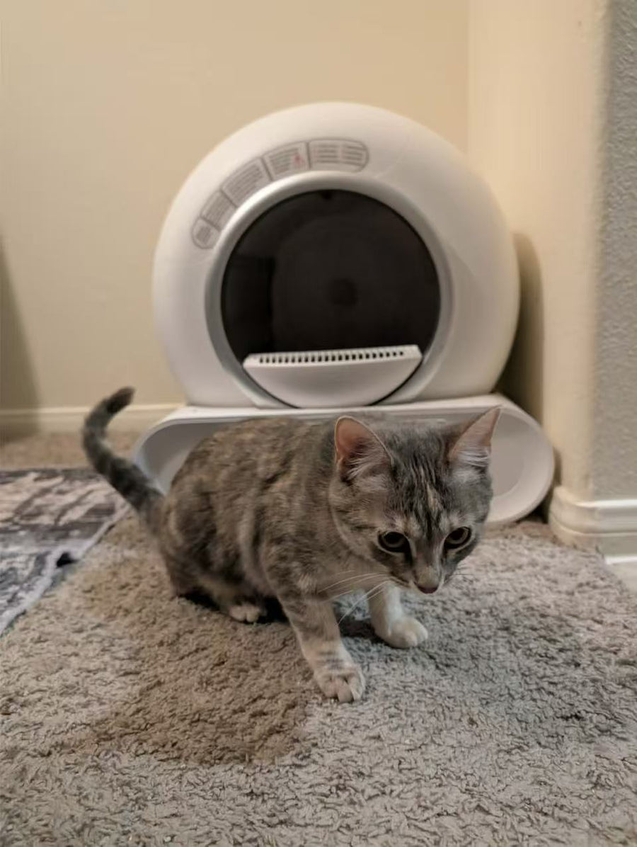 Cat parent home moment
