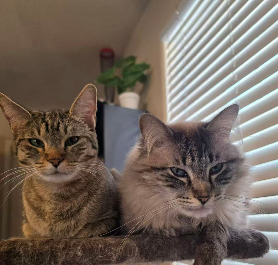 Cat parent home moment