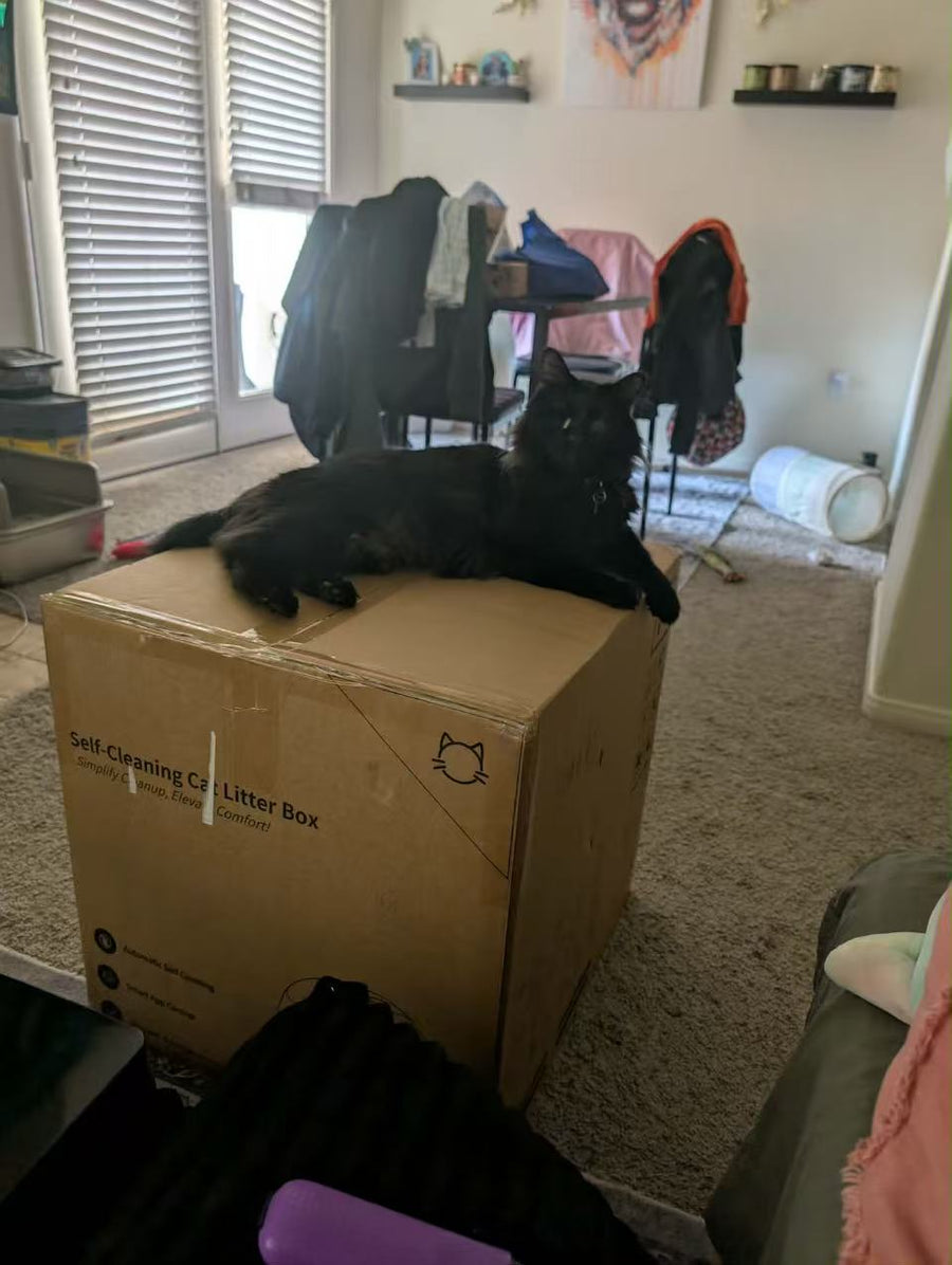 Cat parent home moment