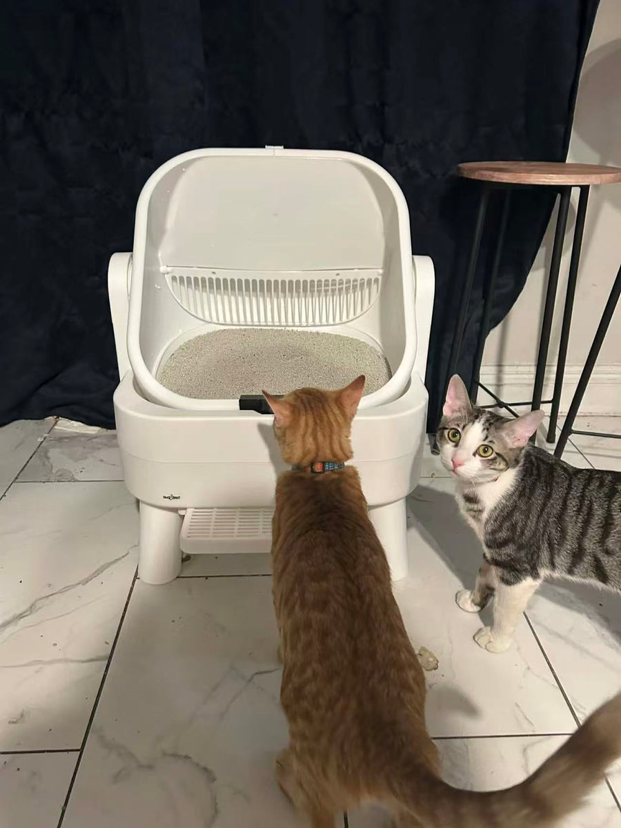 Cat parent home moment
