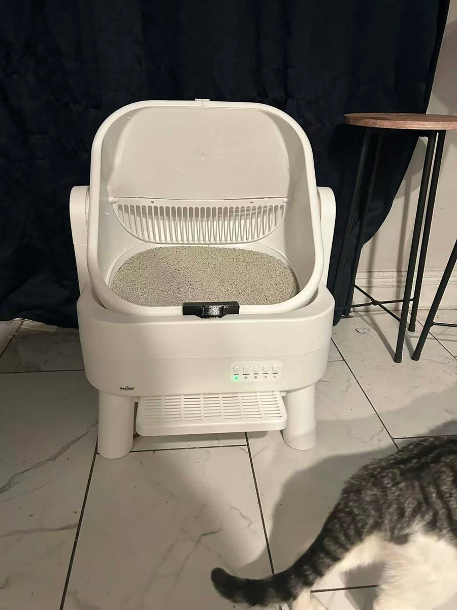 Cat parent home moment