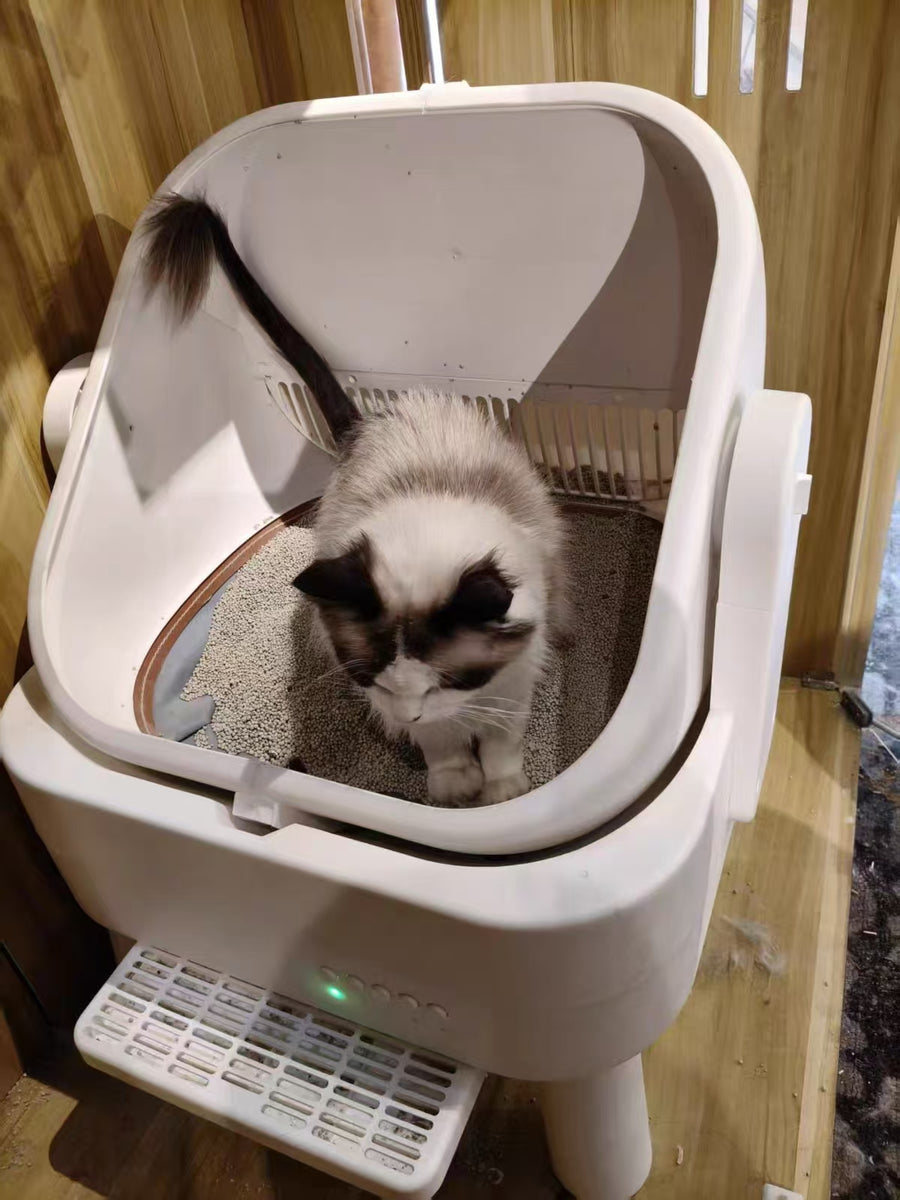 Cat parent home moment