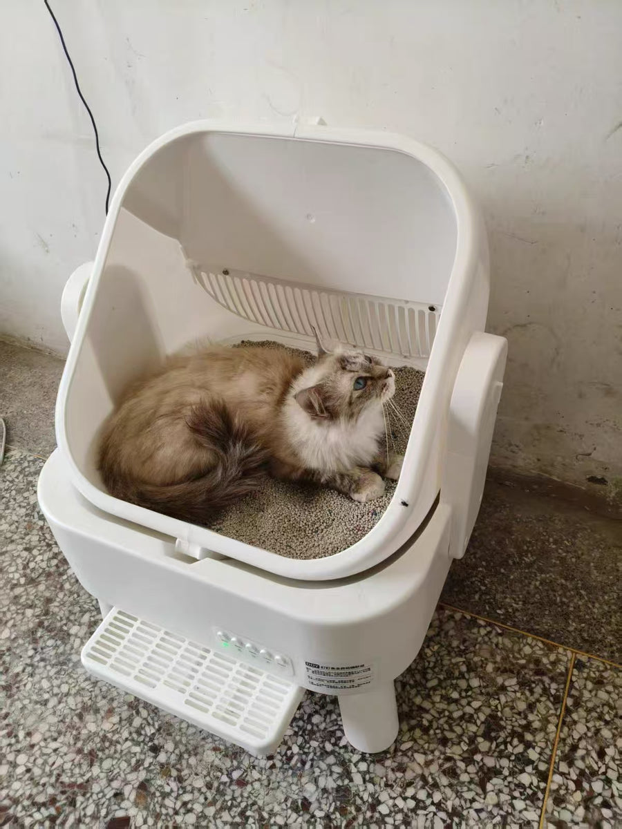 Cat parent home moment