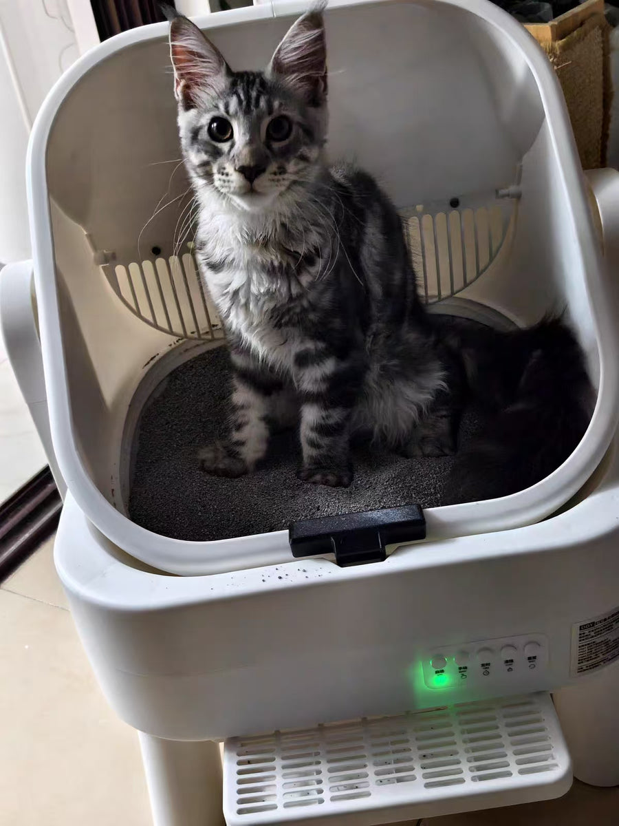 Cat parent home moment