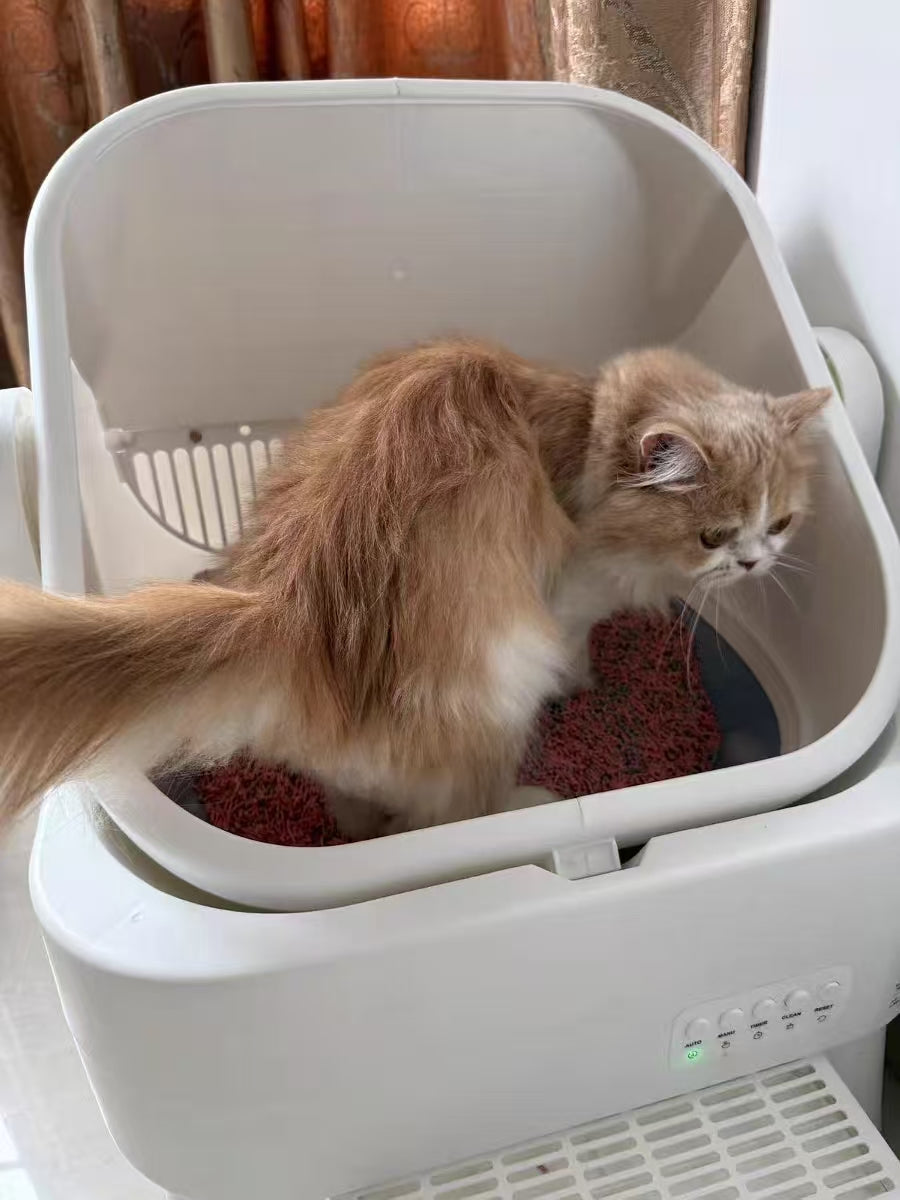 Cat parent home moment