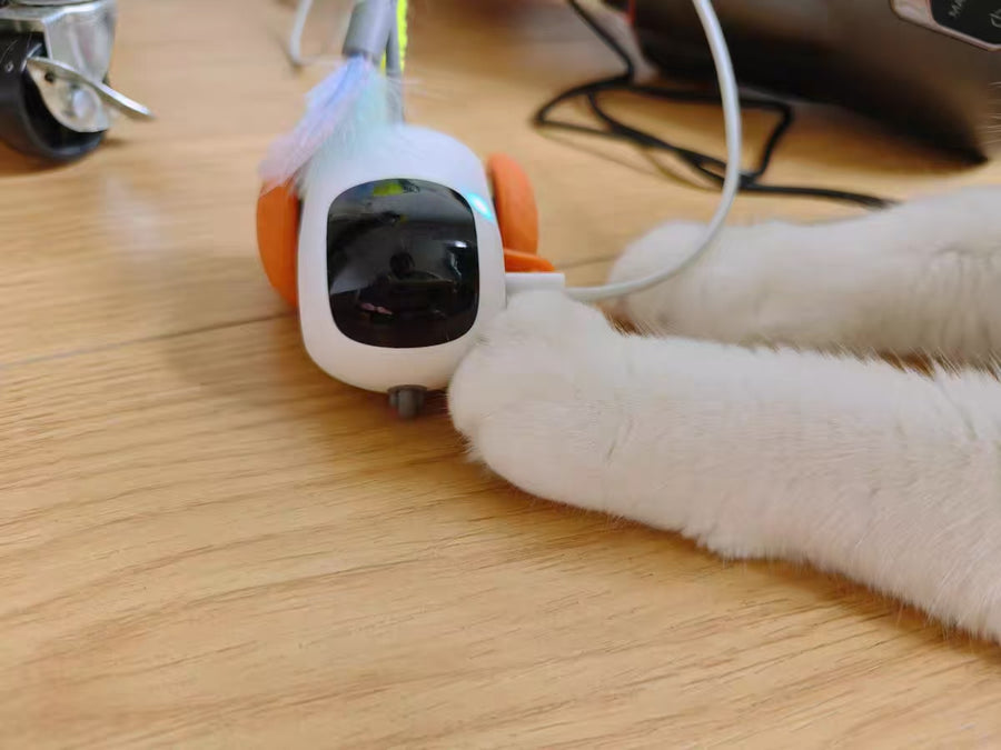 Cat parent home moment