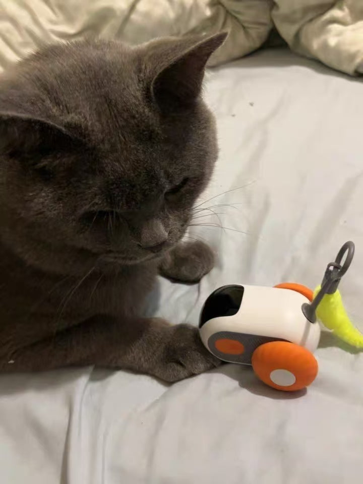 Cat parent home moment