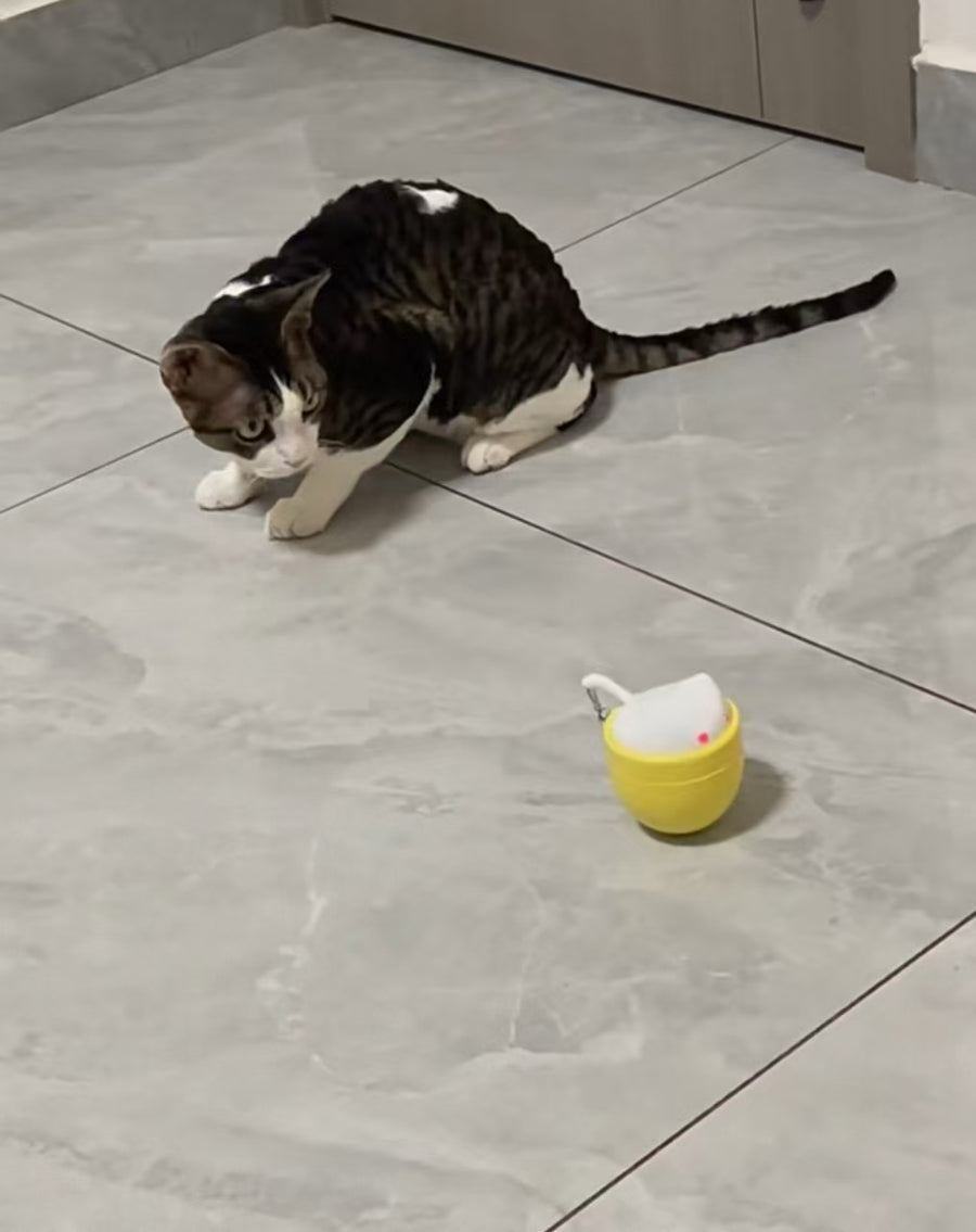 Cat parent home moment
