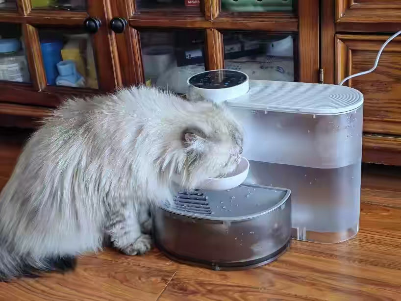 Cat parent home moment