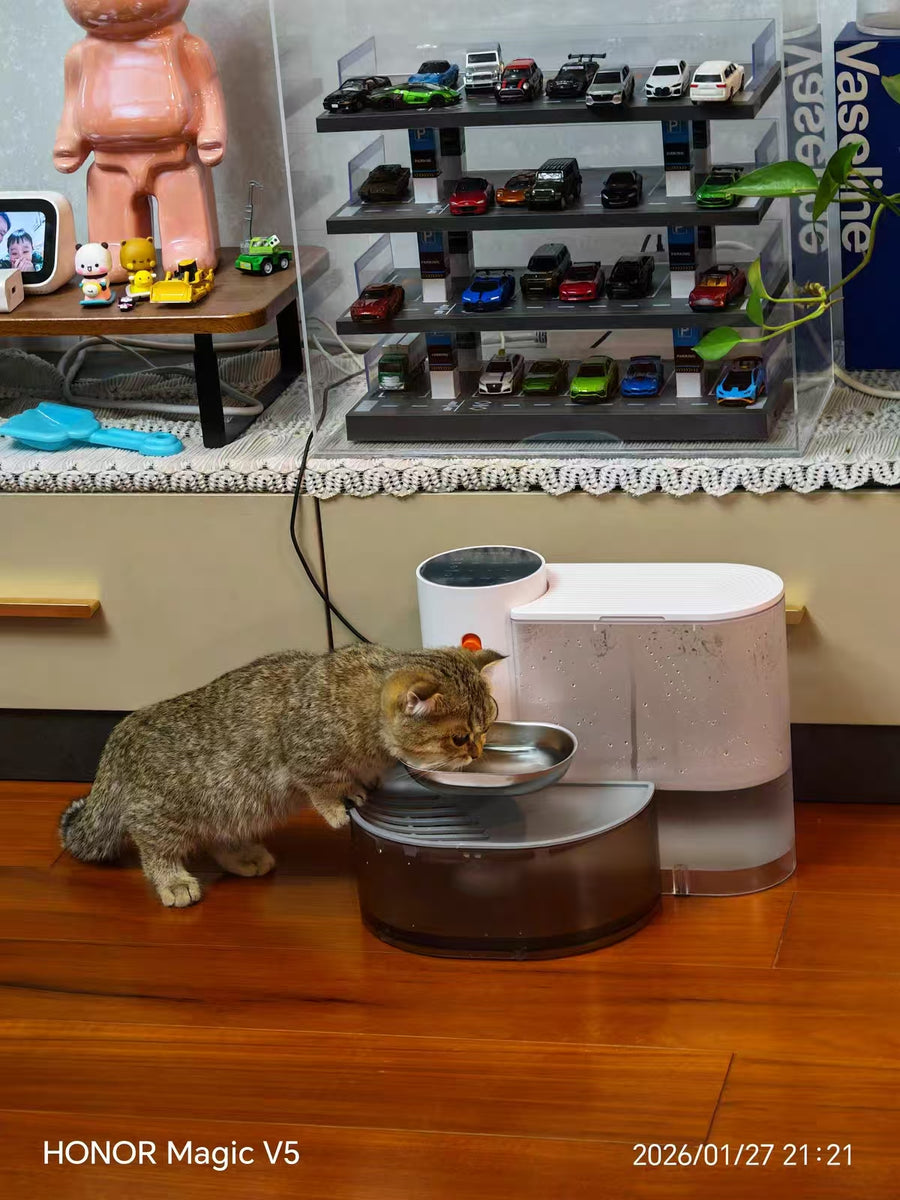 Cat parent home moment