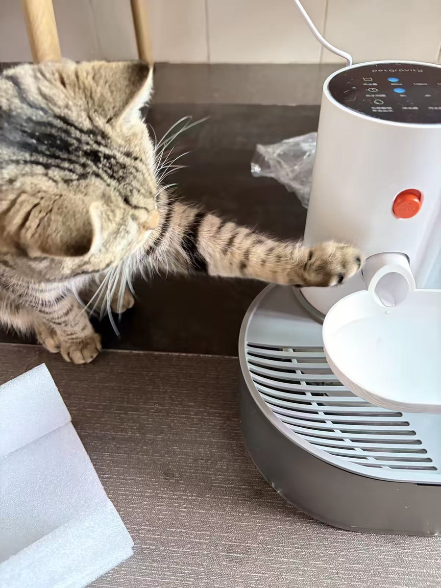 Cat parent home moment