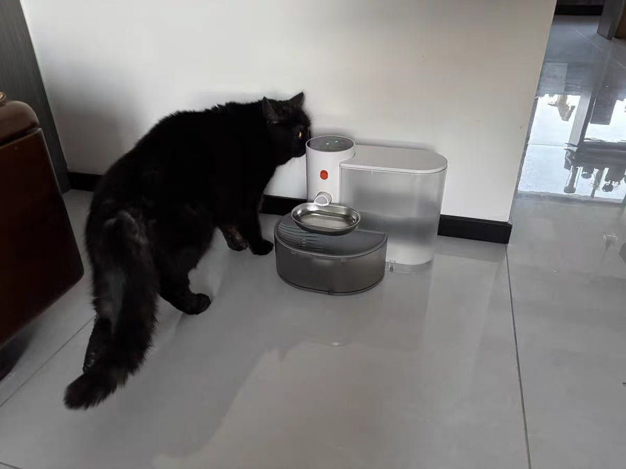 Cat parent home moment