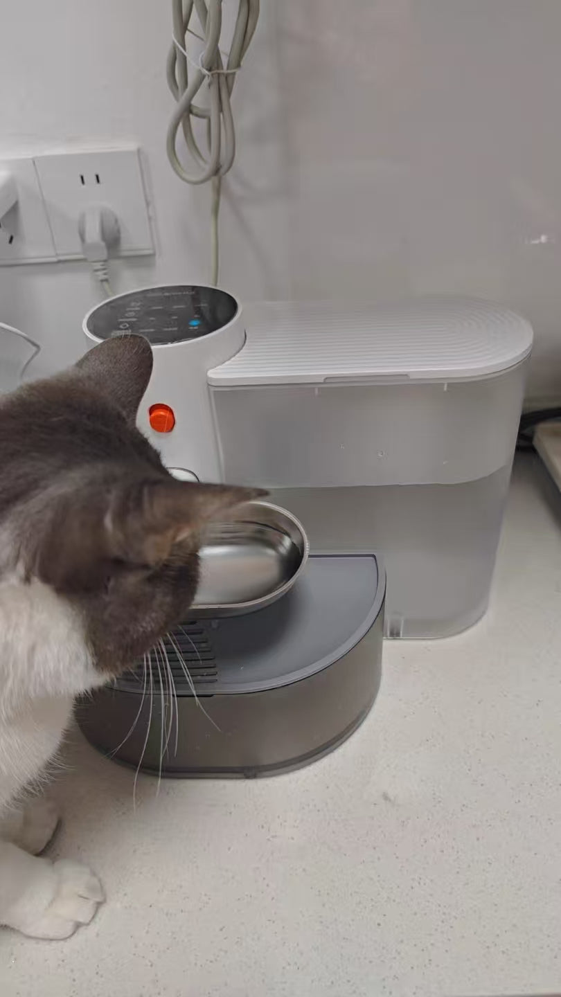 Cat parent home moment