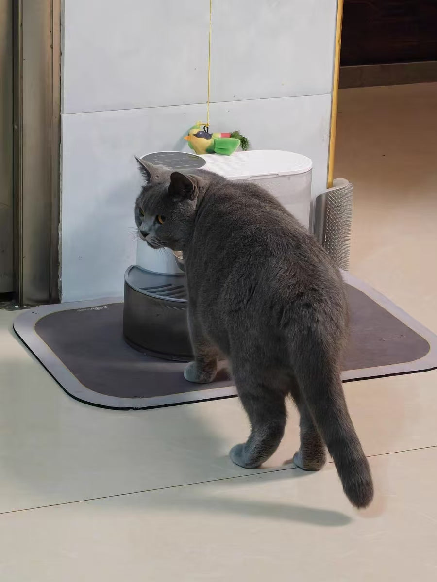 Cat parent home moment