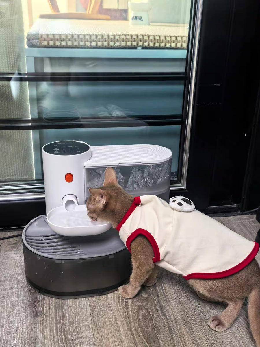 Cat parent home moment