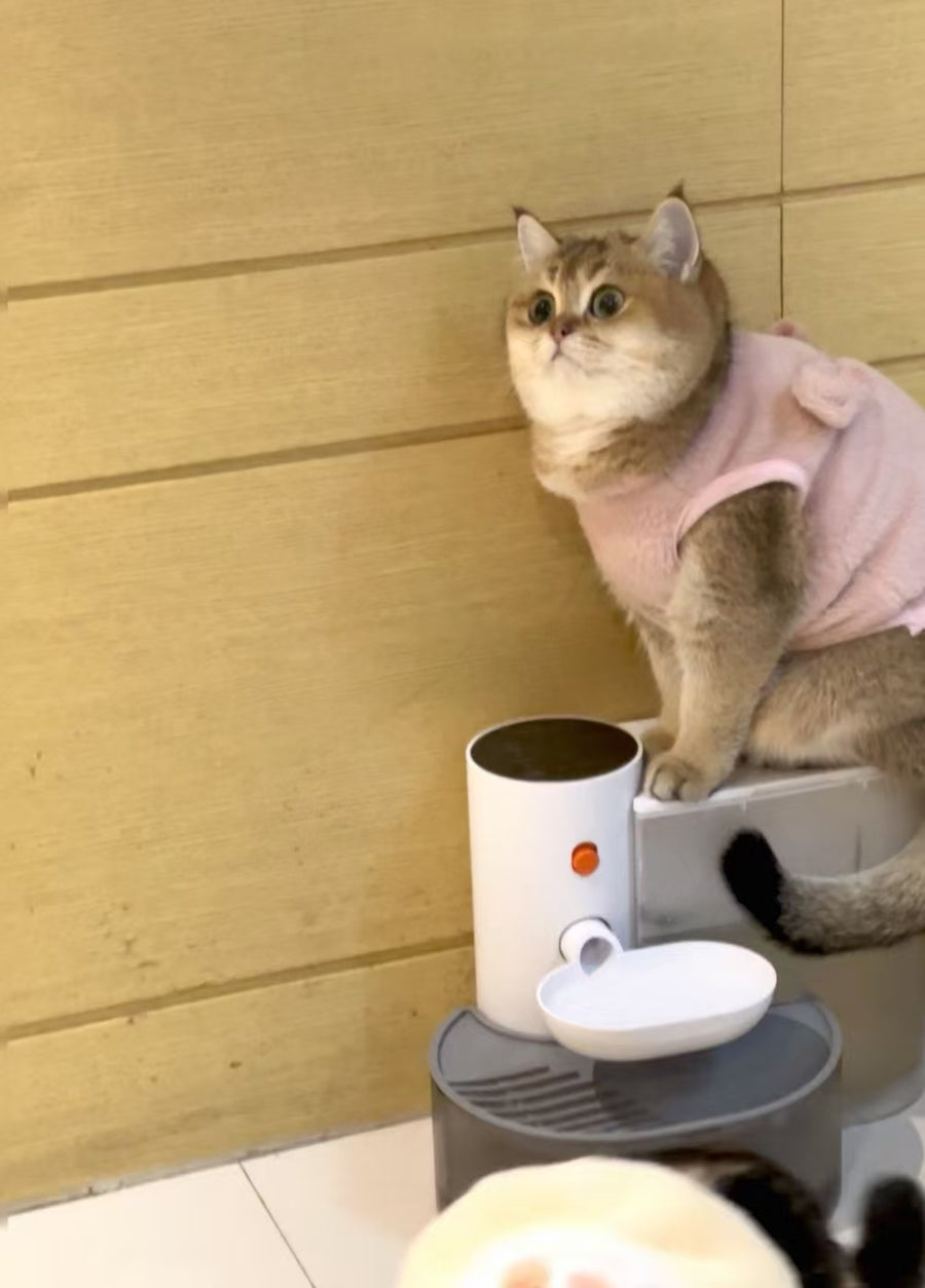 Cat parent home moment