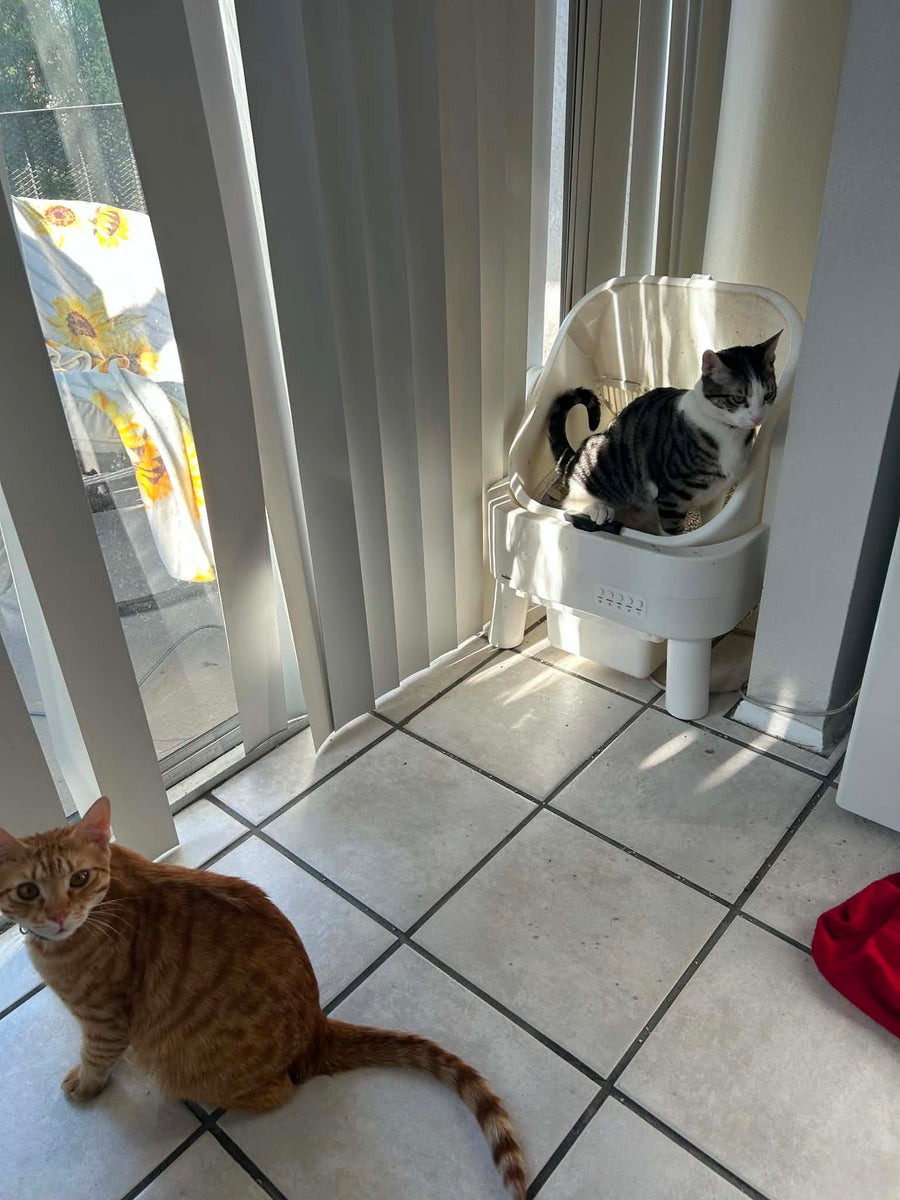 Cat parent home moment