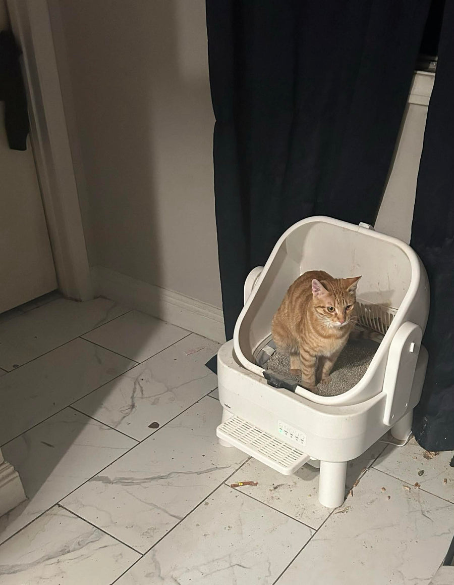 Cat parent home moment