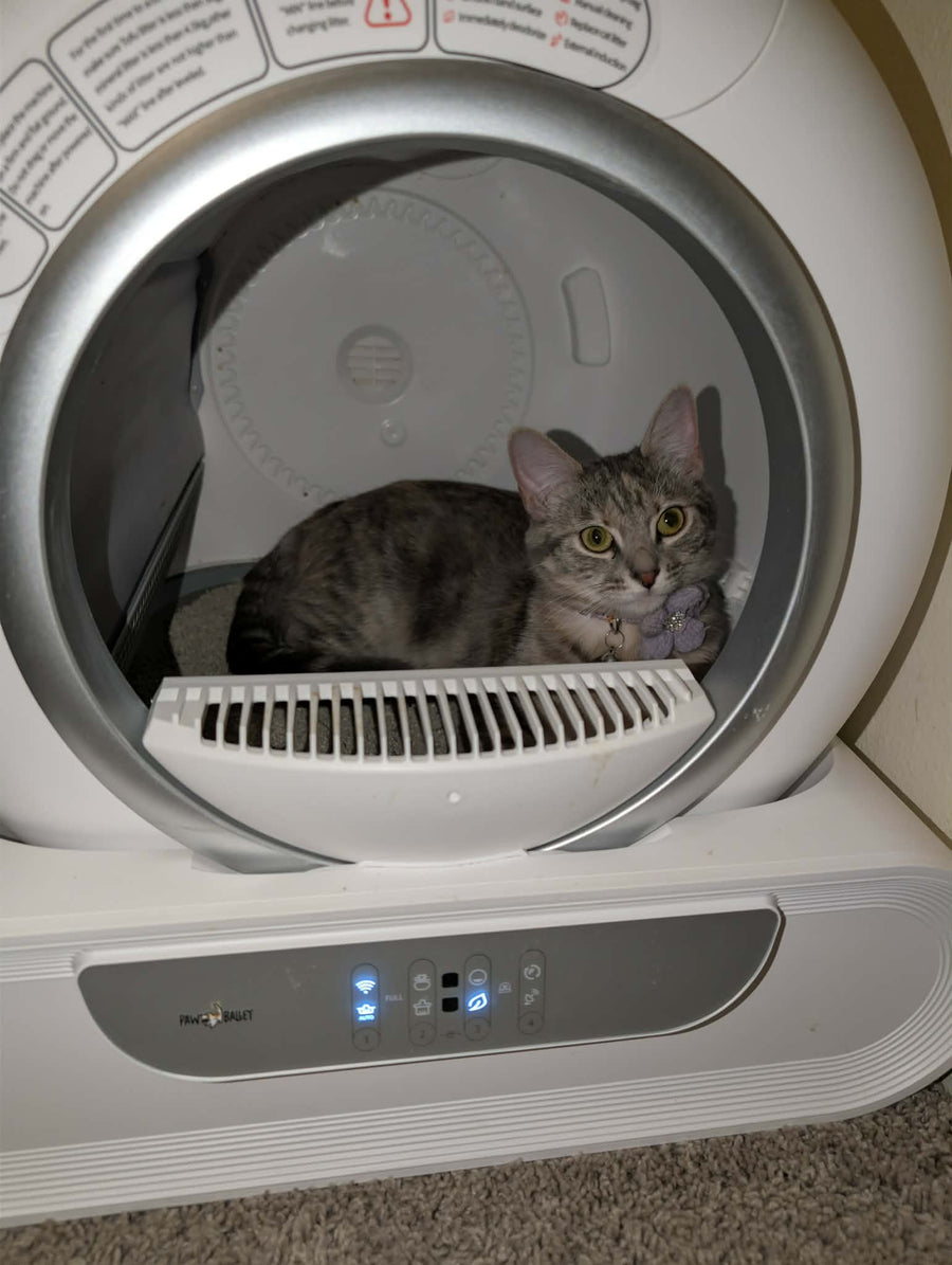 Cat parent home moment