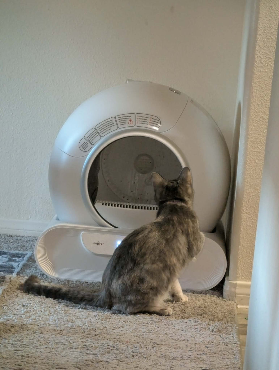 Cat parent home moment