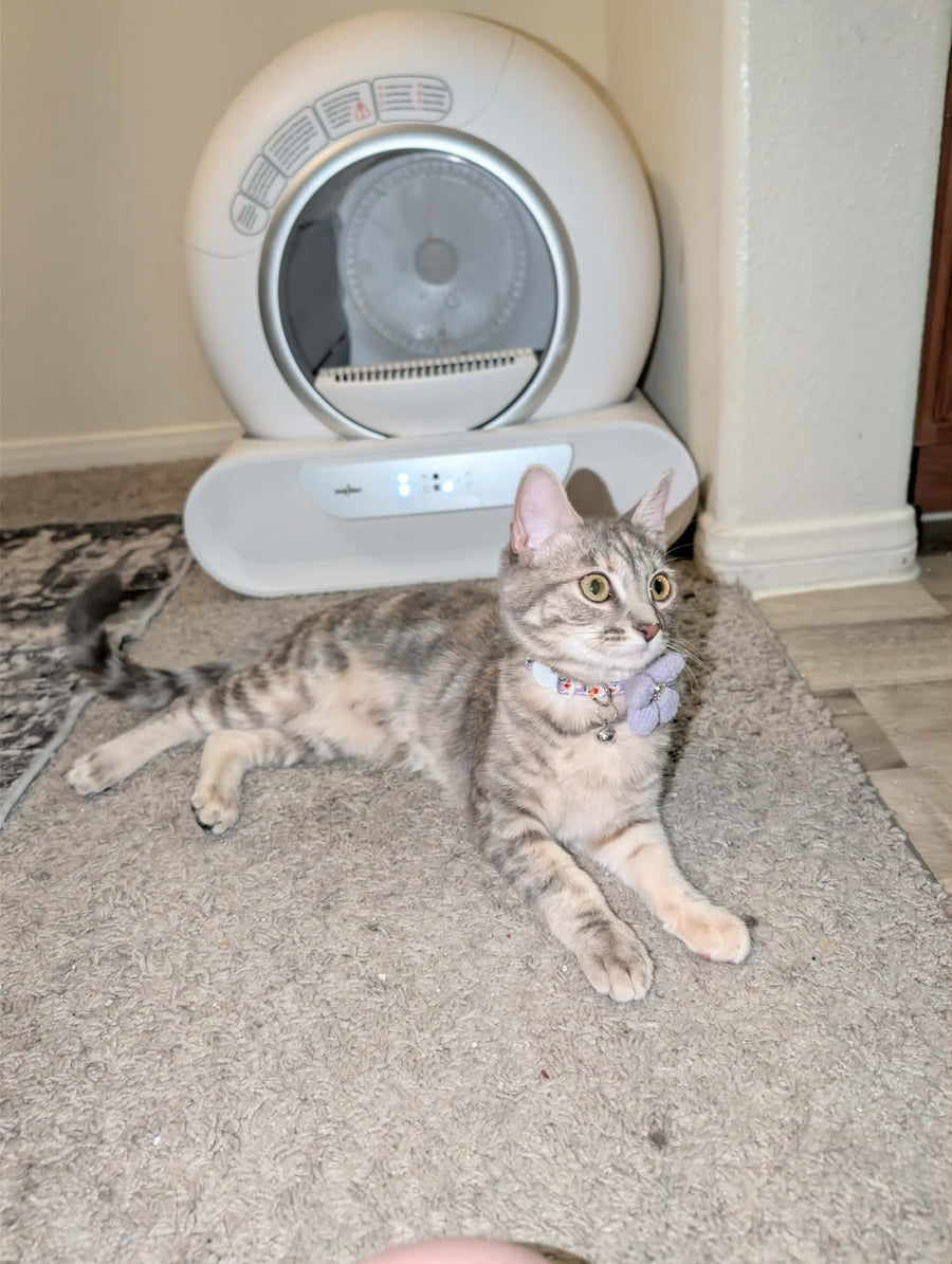 Cat parent home moment