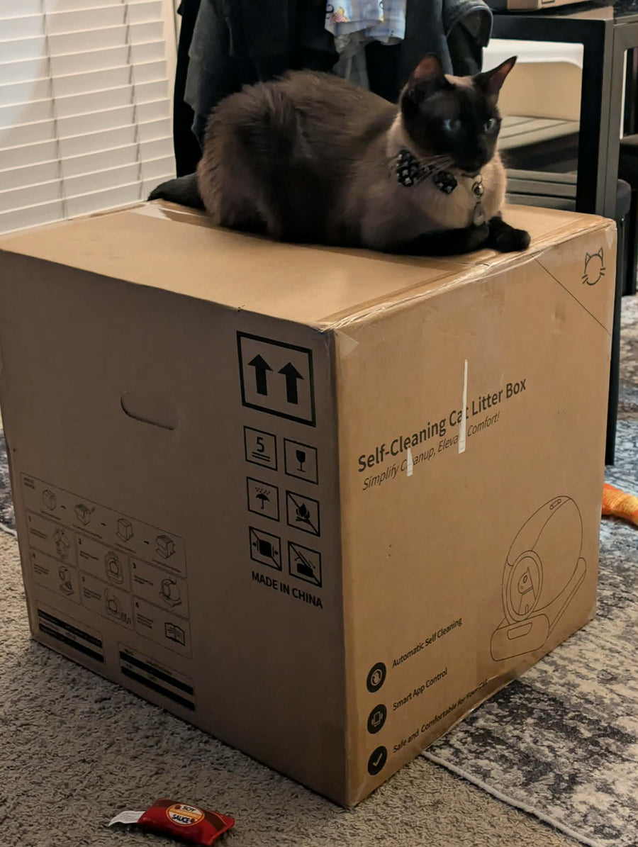 Cat parent home moment