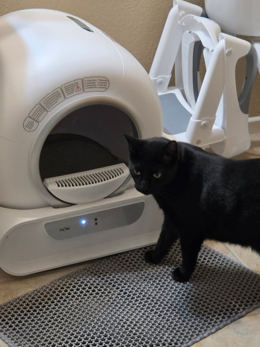 Cat parent home moment